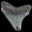 Juvenile Megalodon Tooth - South Carolina #50002-1